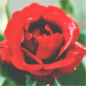 赤いバラの愛 シール (正面)