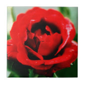 赤いバラの愛 タイル (正面)