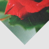 赤いバラの愛 薄葉紙 (詳細)