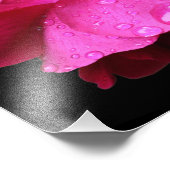 赤いバラの花と雨粒8x10 フォトプリント            (角)