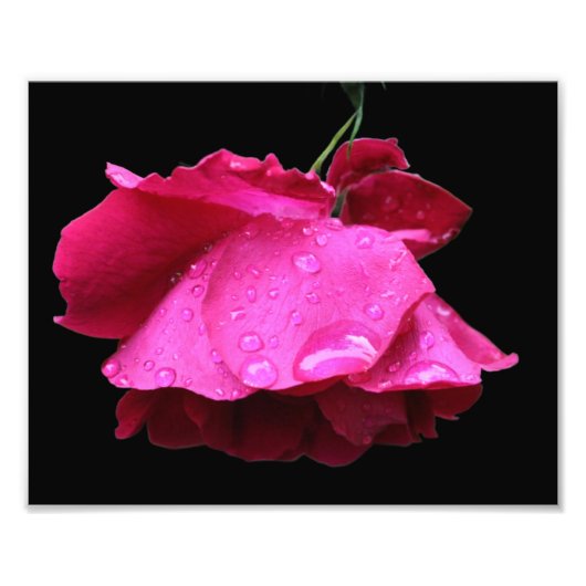 赤いバラの花と雨粒8x10 フォトプリント            (正面)
