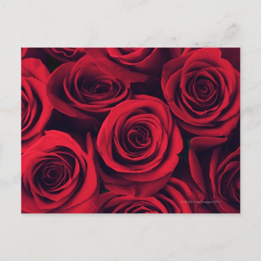 赤いバラの花のクローズアップ。 ポストカード (正面)