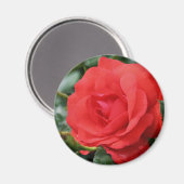 赤いバラの花の写真撮影の磁石 マグネット (正面/裏面)