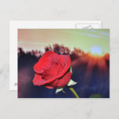 赤いバラの花像 ポストカード (正面/裏面)
