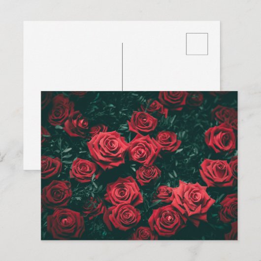 赤いバラの花束 ポストカード (正面/裏面)