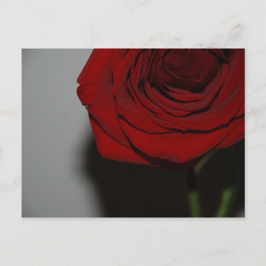 赤いバラの葉書 ポストカード (正面)