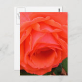 赤いバラの葉書 ポストカード (正面/裏面)