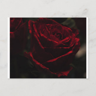 赤いバラの葉書 ポストカード