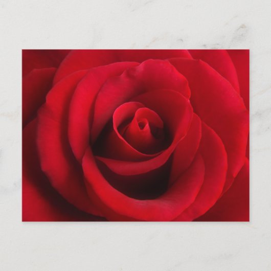 赤いバラの葉書 ポストカード (正面)