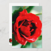 赤いバラの露のしずく 招待状 (正面/裏面)