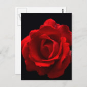 赤いバラのpccnm ポストカード (正面/裏面)