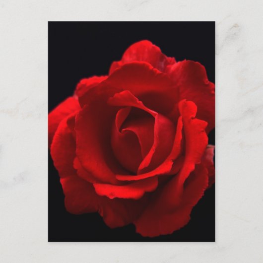 赤いバラのpccnm ポストカード (正面)