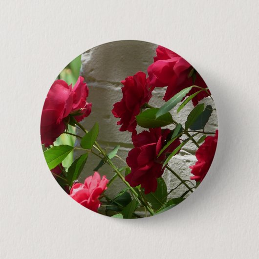 、赤いバラは立上がりました 缶バッジ (正面)