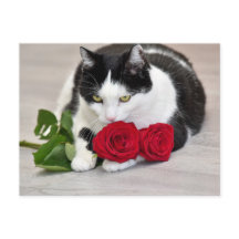 赤いバラを持つかわいい猫