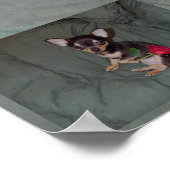 赤いバラを持つバラ ポスター (角)