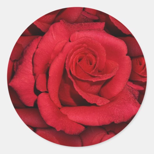 赤いバラエレガント- & スタイリッシュ ラウンドシール (正面)