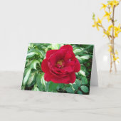 赤いバラ及びVarigatedのHostA カード (黄色い花)