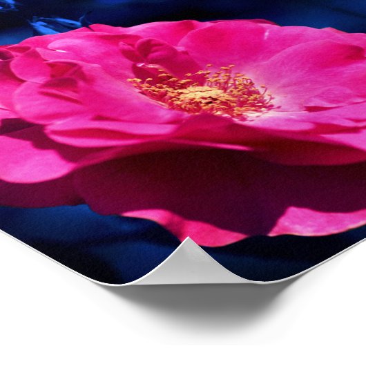 赤いバラ色の青い色合いの抽象芸術花 ポスター (角)