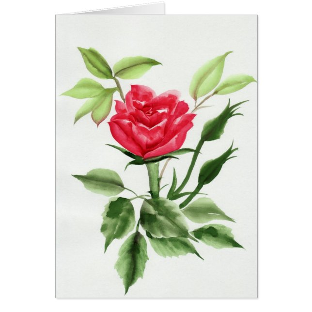 赤いバラ (正面)