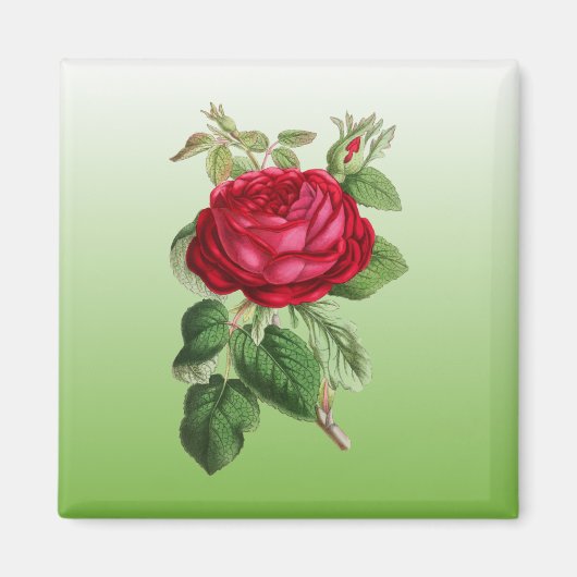 赤いバラ（グラデーションカラー） マグネット (正面)