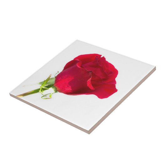 赤いバラ タイル (側面)