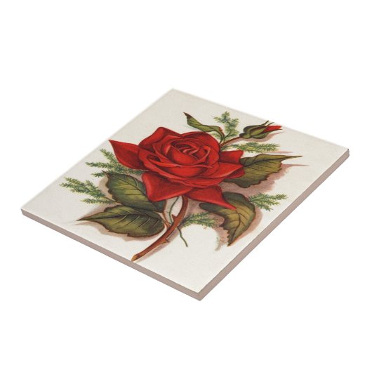 赤いバラ タイル (側面)