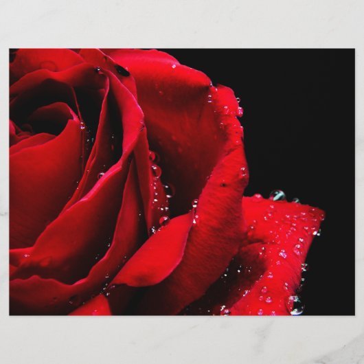 赤いバラ チラシ (正面)