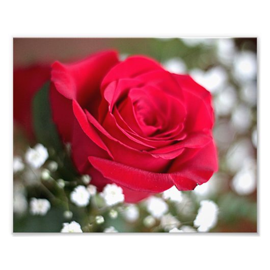 赤いバラ フォトプリント            (正面)