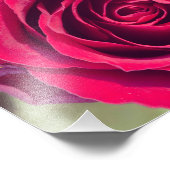 赤いバラ フォトプリント            (角)