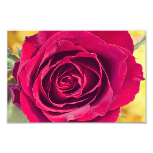 赤いバラ フォトプリント            (正面)