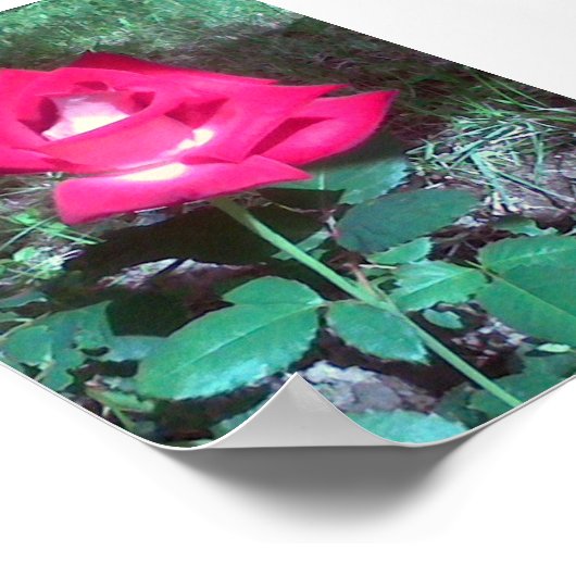 赤いバラ ポスター (角)