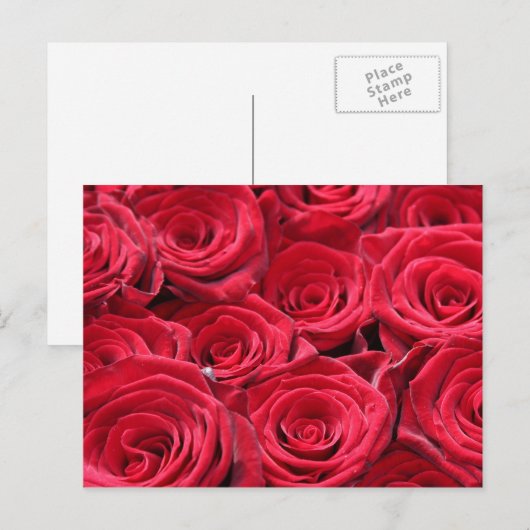 赤いバラ ポストカード (正面/裏面)