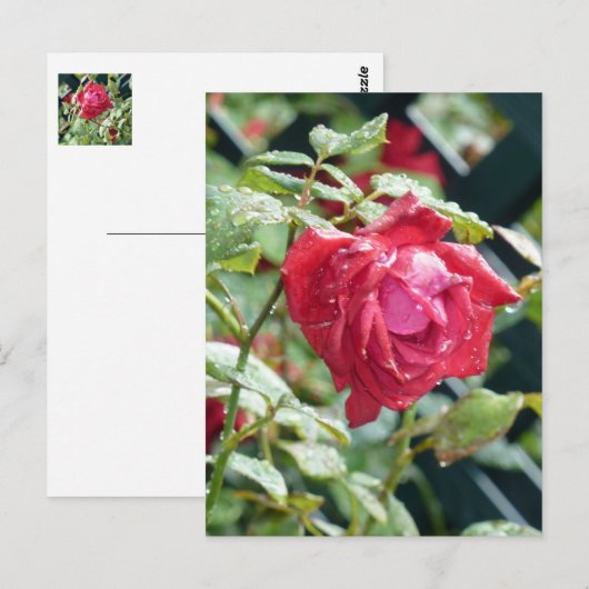 赤いバラ ポストカード (正面/裏面)
