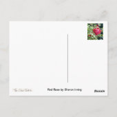 赤いバラ ポストカード (裏面)