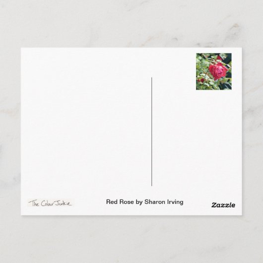 赤いバラ ポストカード (裏面)