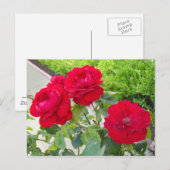 赤いバラ ポストカード (正面/裏面)