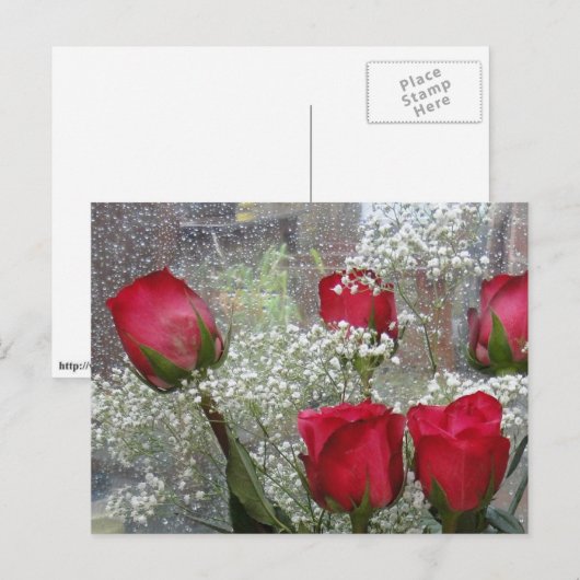 赤いバラ ポストカード (正面/裏面)