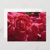 赤いバラ ポストカード (正面/裏面)