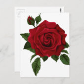 赤いバラ ポストカード (正面/裏面)