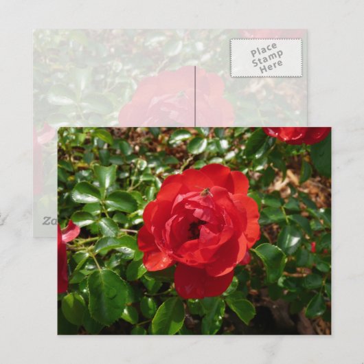 赤いバラ ポストカード (正面/裏面)