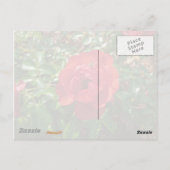 赤いバラ ポストカード (裏面)