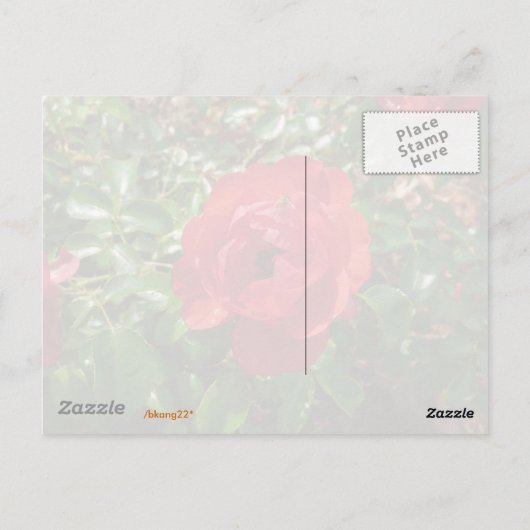 赤いバラ ポストカード (裏面)