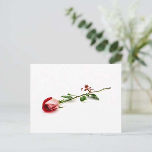 赤いバラ ポストカード (スタンド正面)