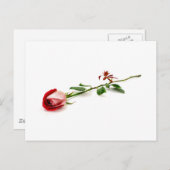 赤いバラ ポストカード (正面/裏面)