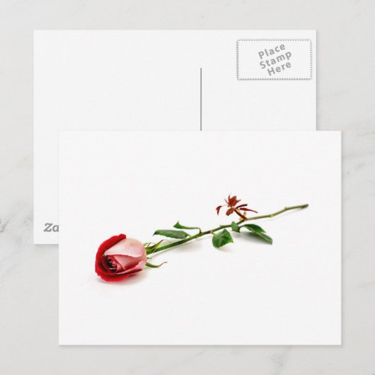 赤いバラ ポストカード (正面/裏面)