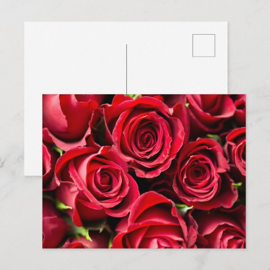 赤いバラ ポストカード (正面/裏面)