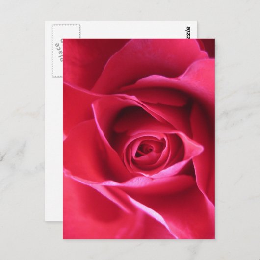 赤いバラ ポストカード (正面/裏面)