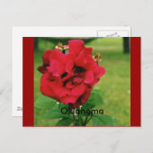 赤いバラ ポストカード (正面/裏面)