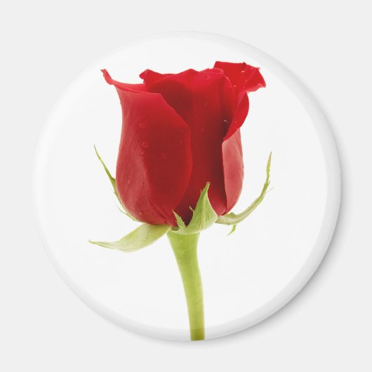 赤いバラ マグネット (正面)