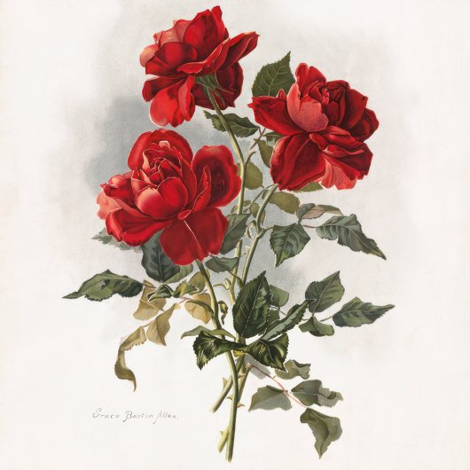 赤いバラ、ロマンチックなバラ。 トートバッグ